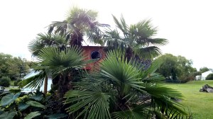 Windmill Palm trees 12